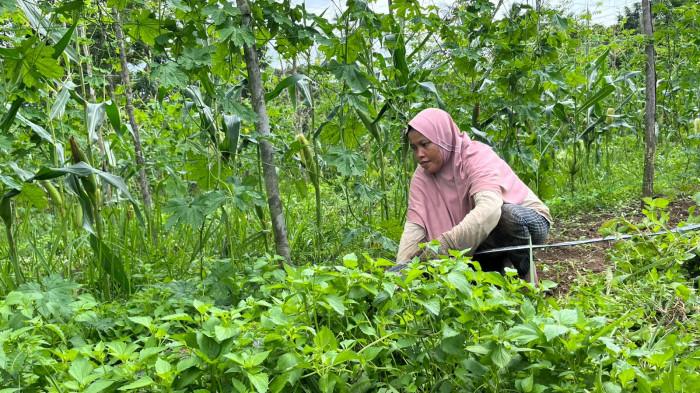 Menjaga Kebun Kota, Petani Sekernan Berjuang dengan Pupuk