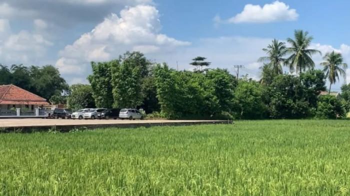 Timor Leste Lindungi 25 Ribu Hektar Sawah dengan Regulasi Bobibos