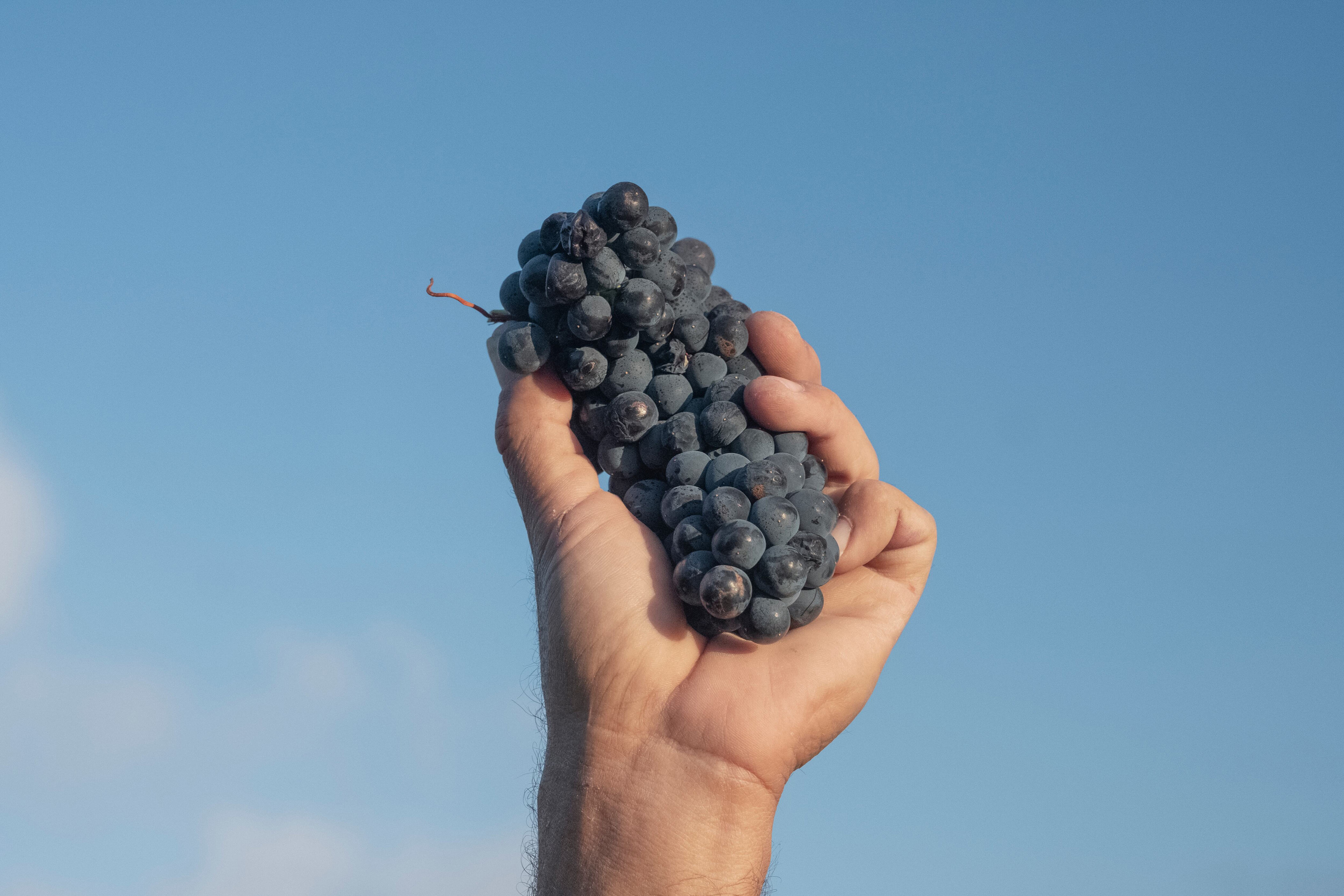 A chronicle of food as comfort – and resistance – in the Levant