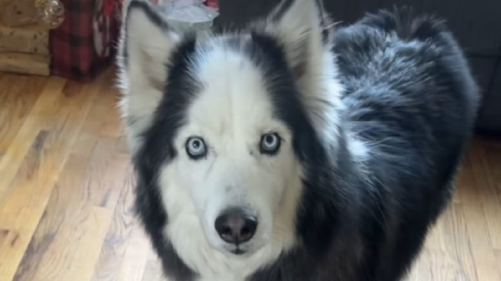 Watch: TikTok making fun of Siberian husky goes viral for having a ...