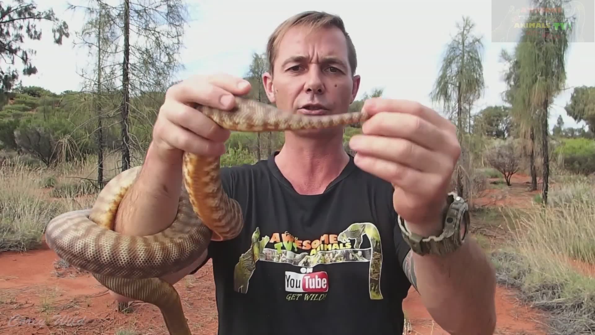 Feeding venomous brown snakes live rodents in controlled setting