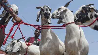 तेलंगाना: बलि के दौरान दांतों से काटी बकरी की गर्दन