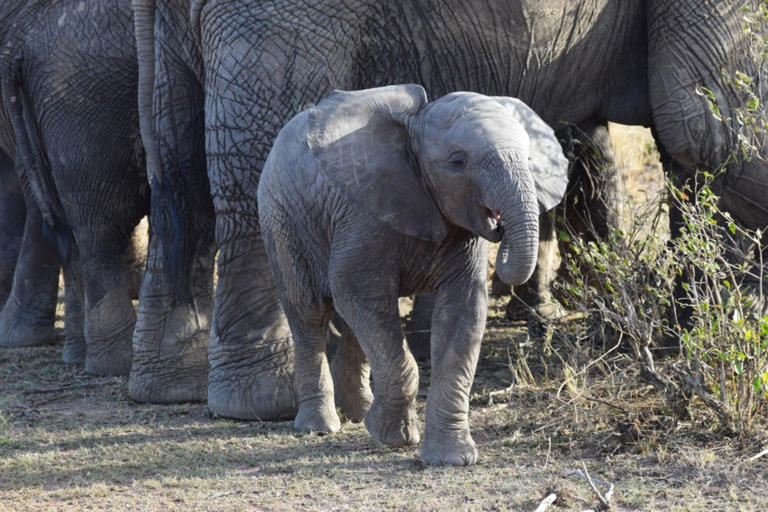 Baby elephant showing off for tourists is downright irresistible