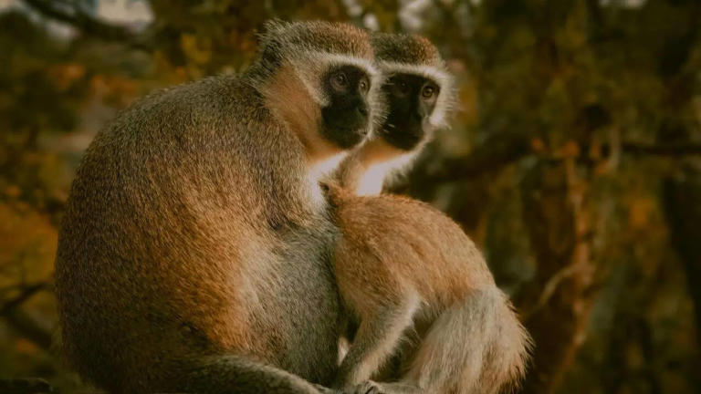 Are wild animals really getting drunk in nature?