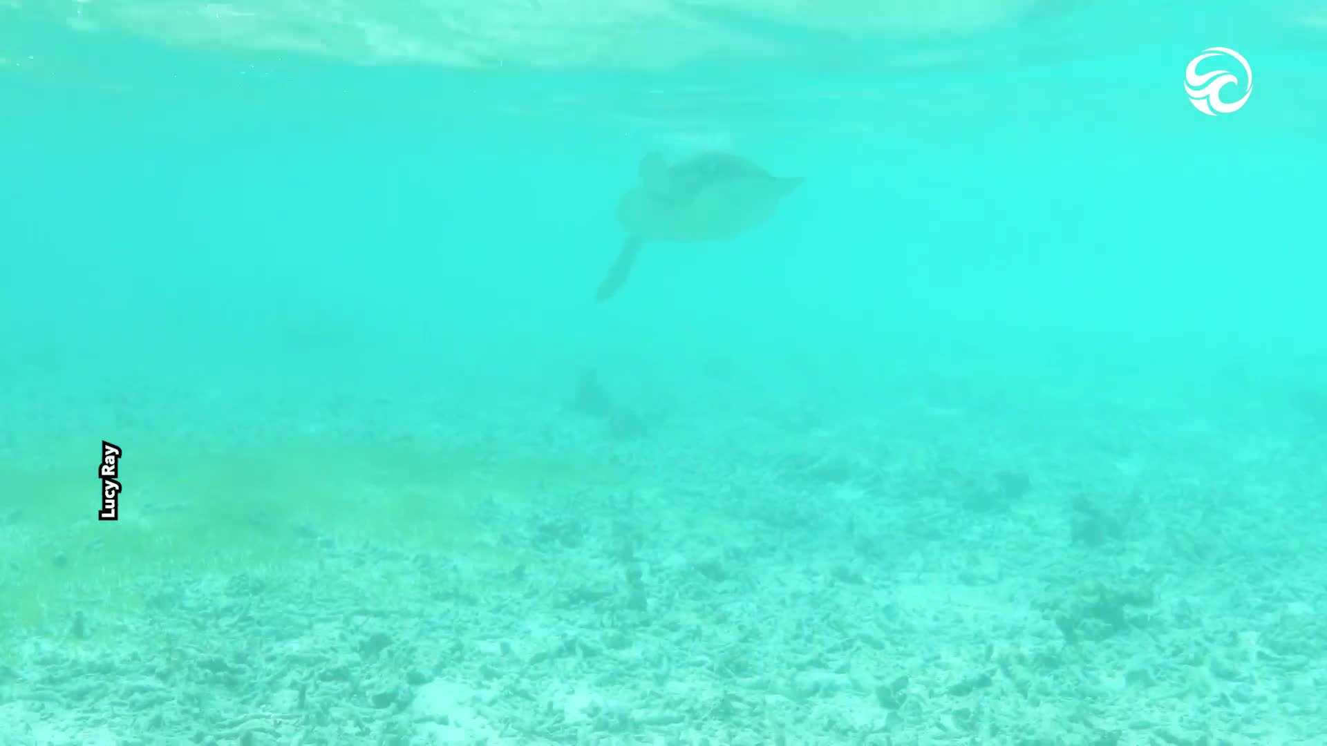 Girl becomes turtle saviour