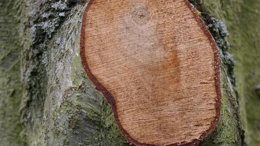 The tree-trimming error most homeowners don't know they're making