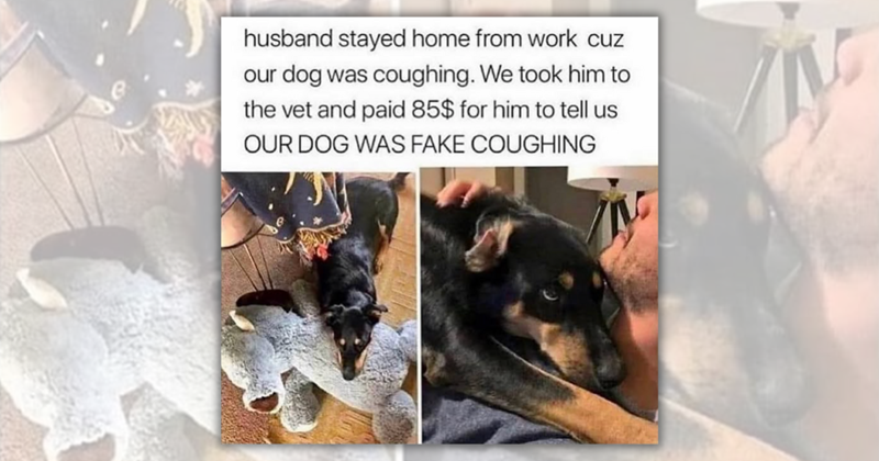 23 funny animal posts to stuff your stocking with fluff and Christmas cheer