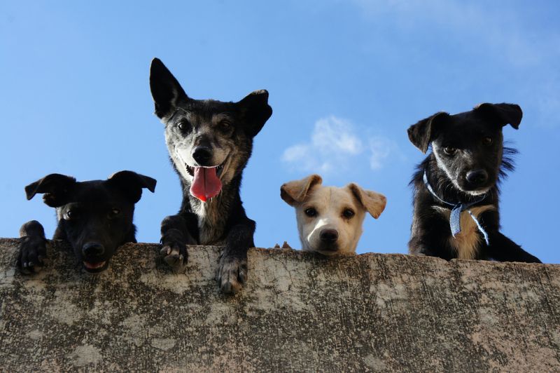 9 reasons to adopt a mixed-breed dog