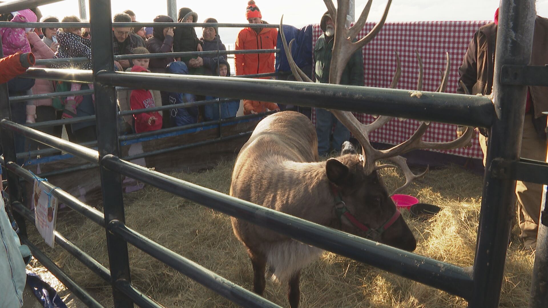 Reindeer visit ECHO Center after Christmas