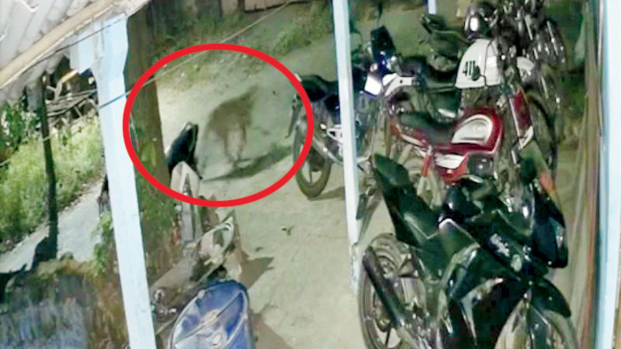 Maharashtra: Viral video shows leopard roaming streets of Dahanu