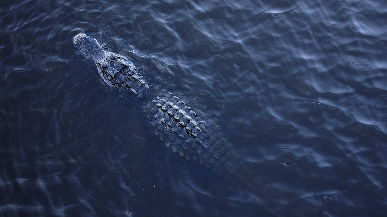 5 Florida locations where you can see wild alligators