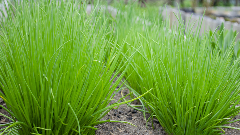 How to overwinter chive plants so they come back healthy in spring