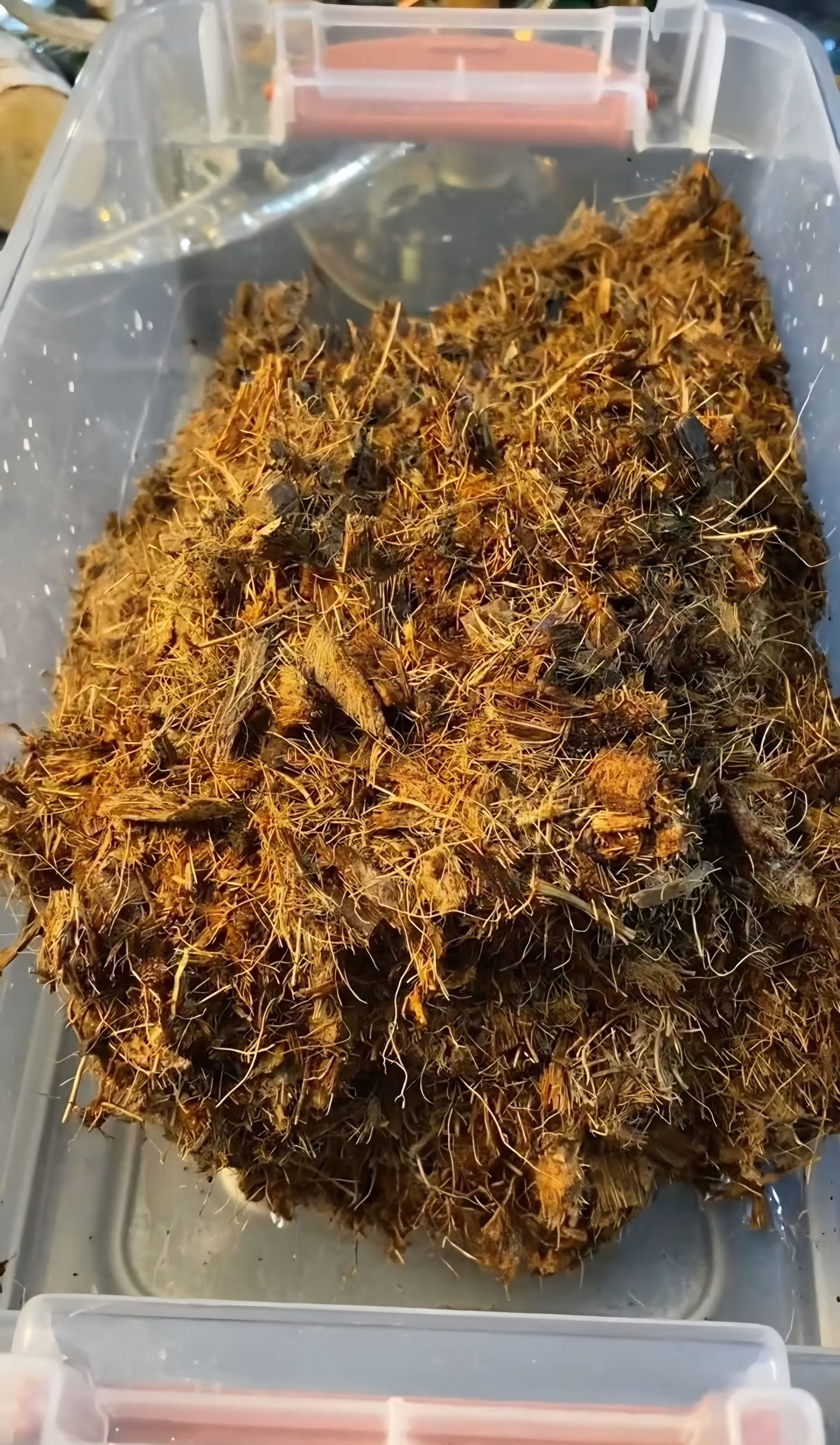 View of Preparing coconut husk substrate!