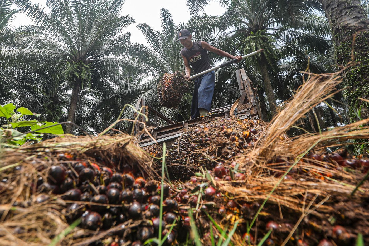 Petani Berharap Kestabilan Iklim untuk Usaha Kelapa Sawit Nasional