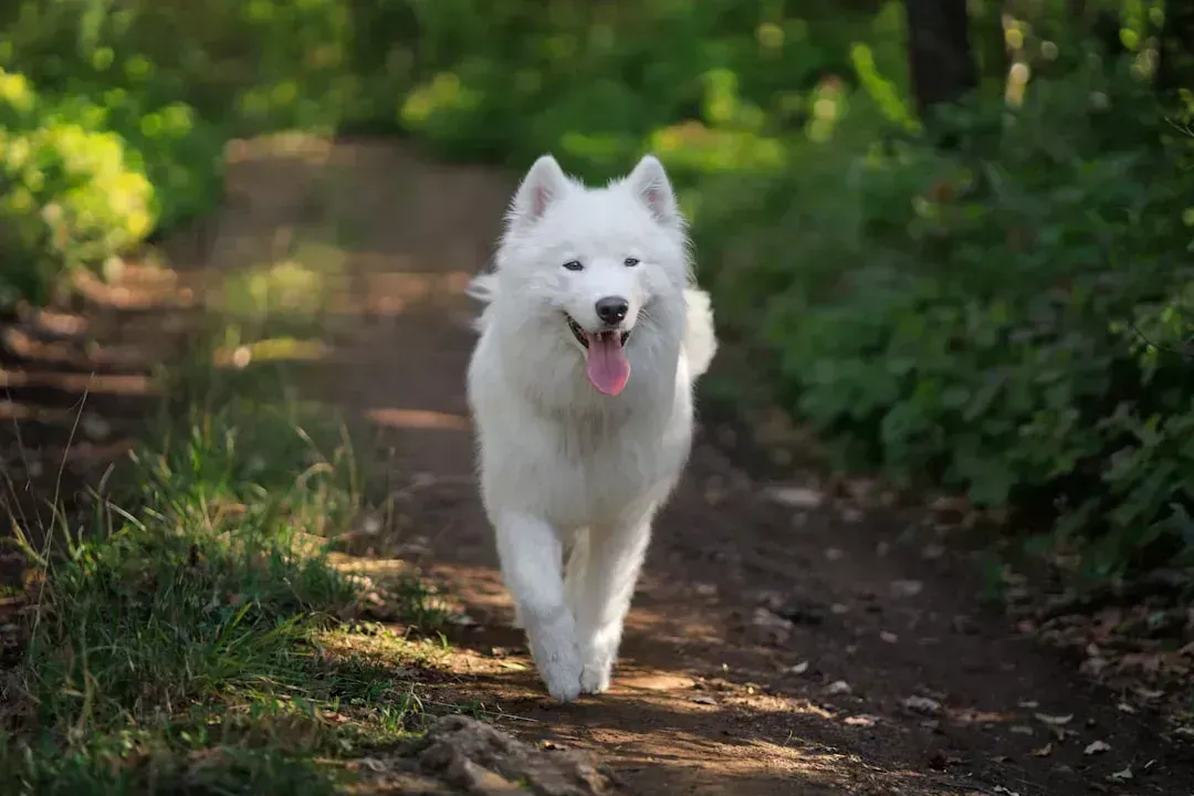 The Shocking Truth About Why 'Good Dogs' Suddenly Snap (Image Credits: Unsplash)