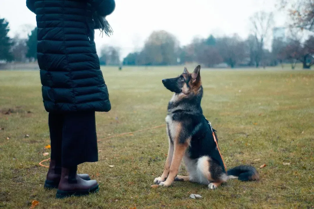 Why Professional Training Isn't Just for 'Problem Dogs' (Image Credits: Unsplash)