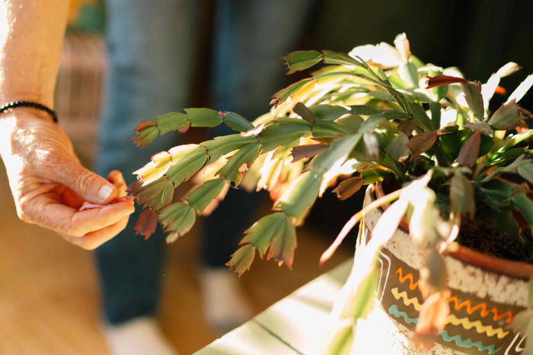 8 Christmas cactus care tips to keep your plant thriving after it blooms