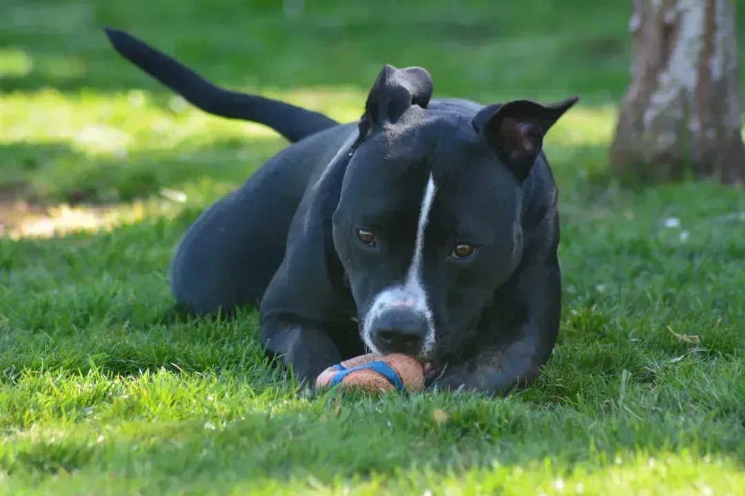 Pit Bull Terriers (Image Credits: Unsplash)