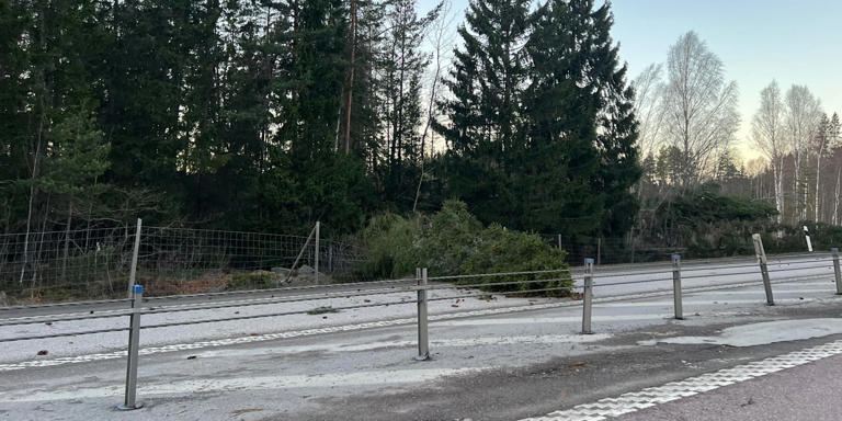 Man död i Hofors – fick fallande träd över sig
