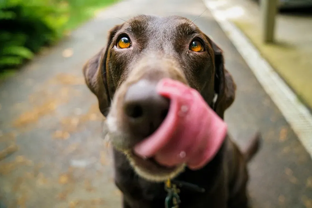 The Diet Connection Nobody Talks About (Image Credits: Unsplash)