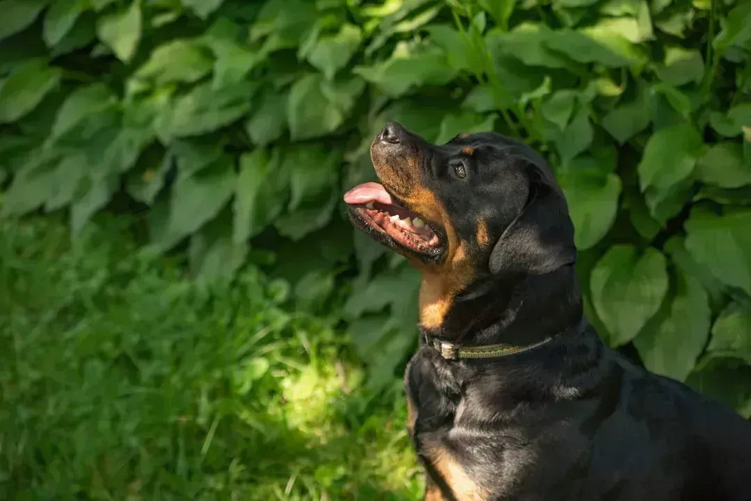 Rottweilers (Image Credits: Unsplash)