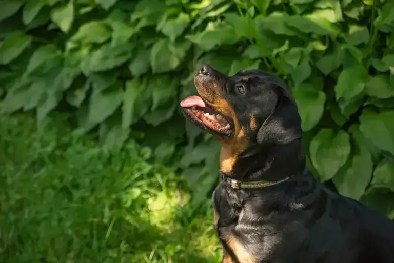 The 5 dog breeds vets say are most likely to turn on their owners