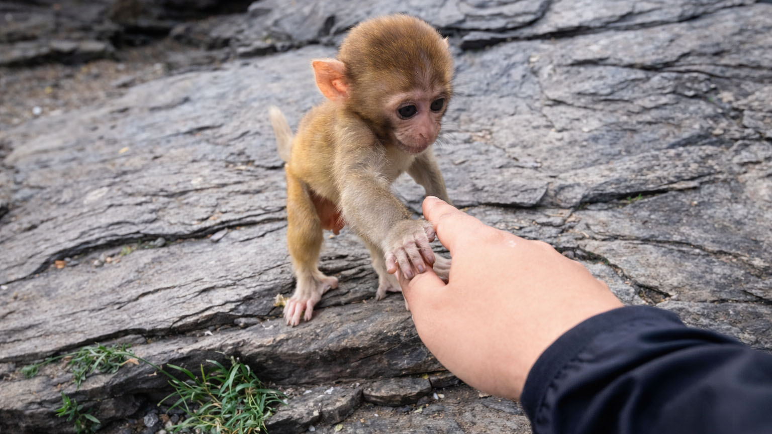 Een verwende maar lieve kleine aap