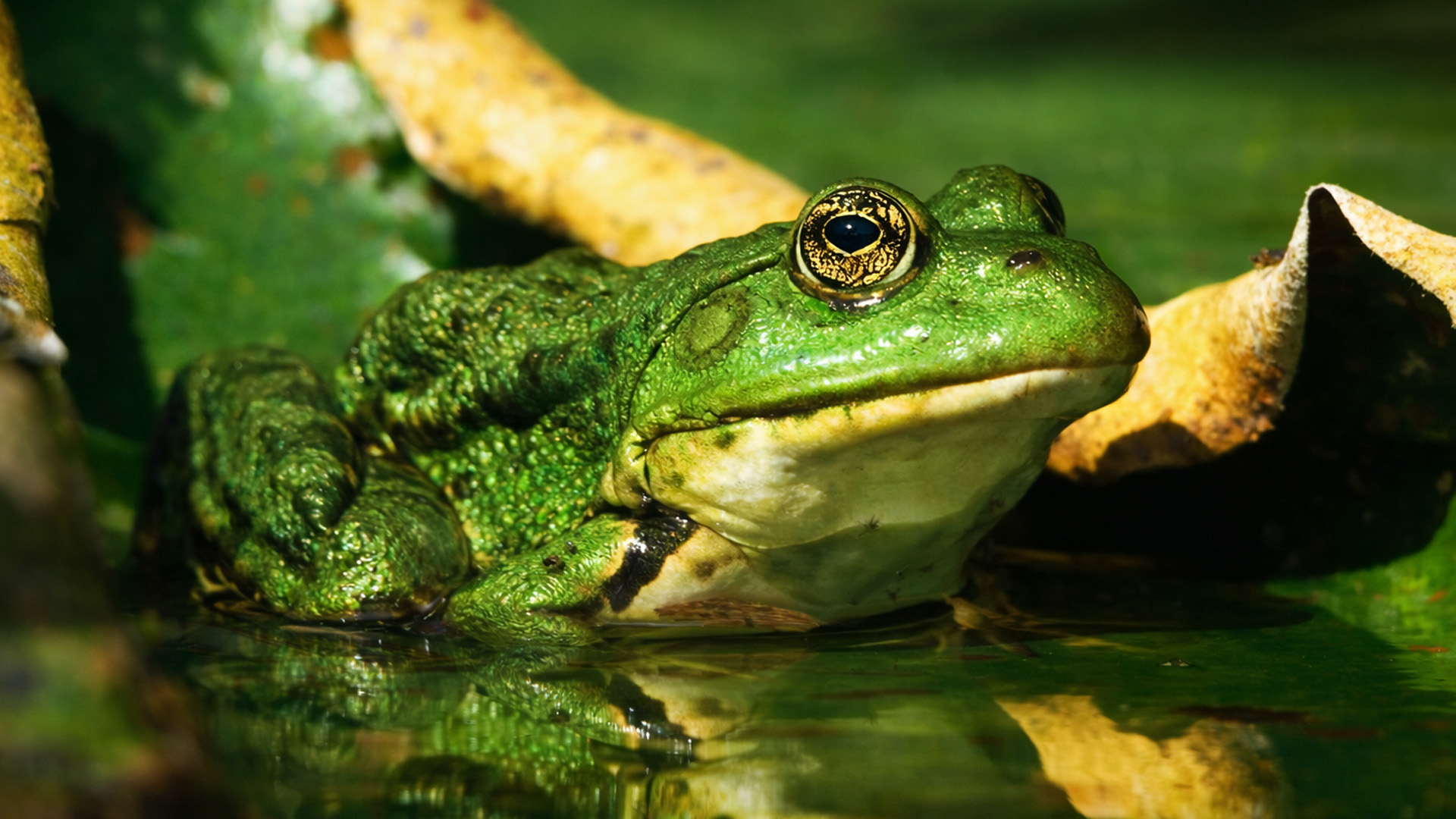 La rana si ferma sotto le chiome degli alberi