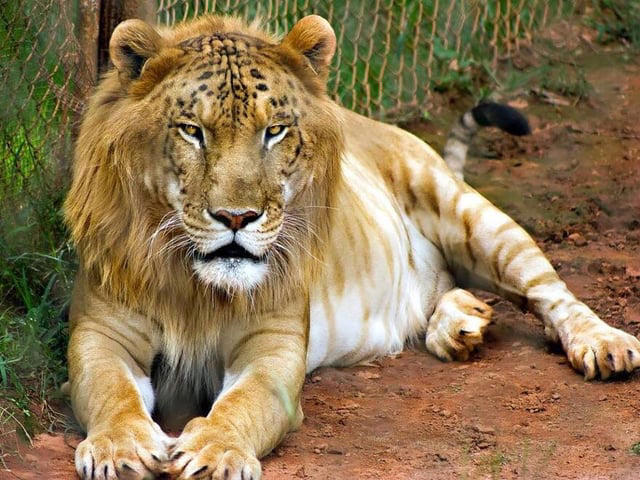 What is a mix between a lion and a tiger called?
