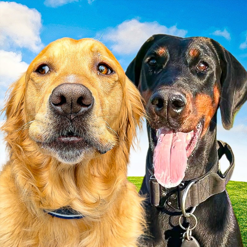 The Golden Kobe Family