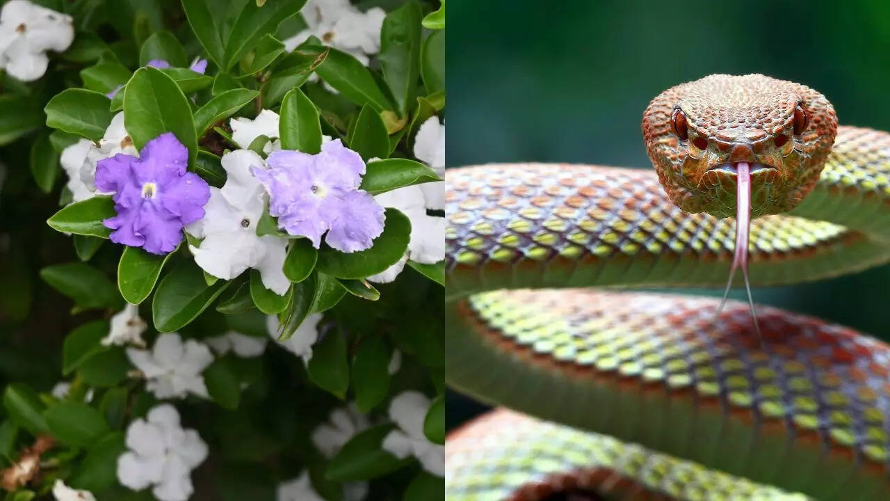 Does Raat Rani really attract snakes into your home gardens?