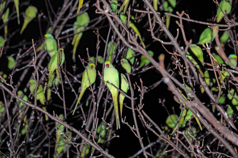 Hundreds of parakeets transform trees into living canopy