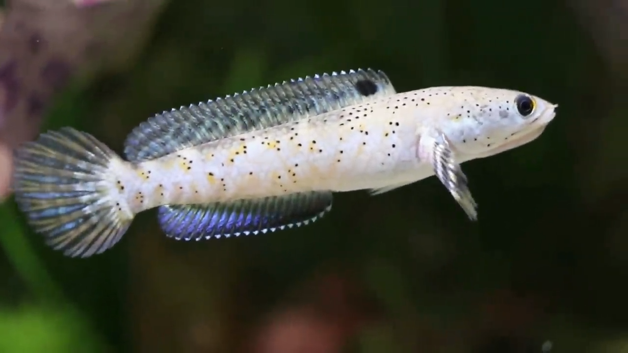 Three invasive fish, one mussel and a mink reshaping the waterways