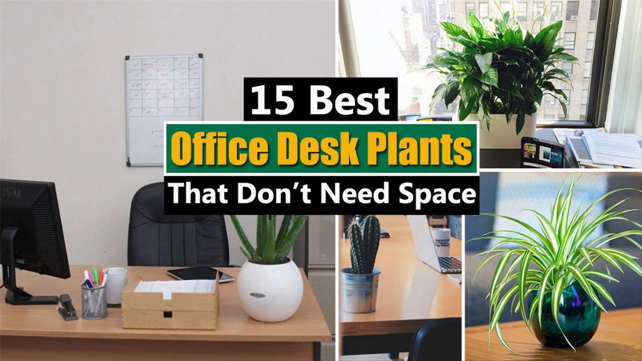 Small office plants that make a big impact on your workspace