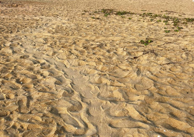 Watch: Olive Ridley turtles begin laying eggs on Chennai's Marina beach