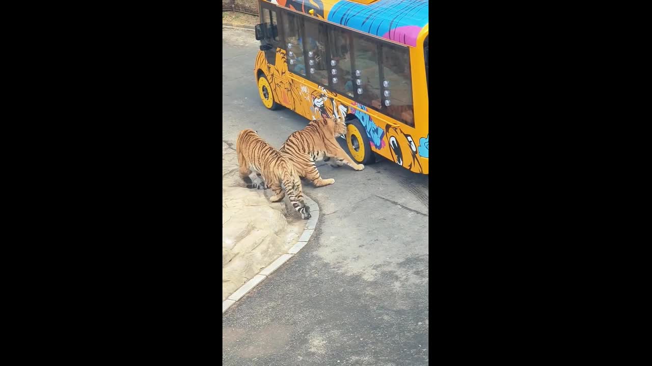 Chinese tour bus brought to halt as tiger bites its tyre