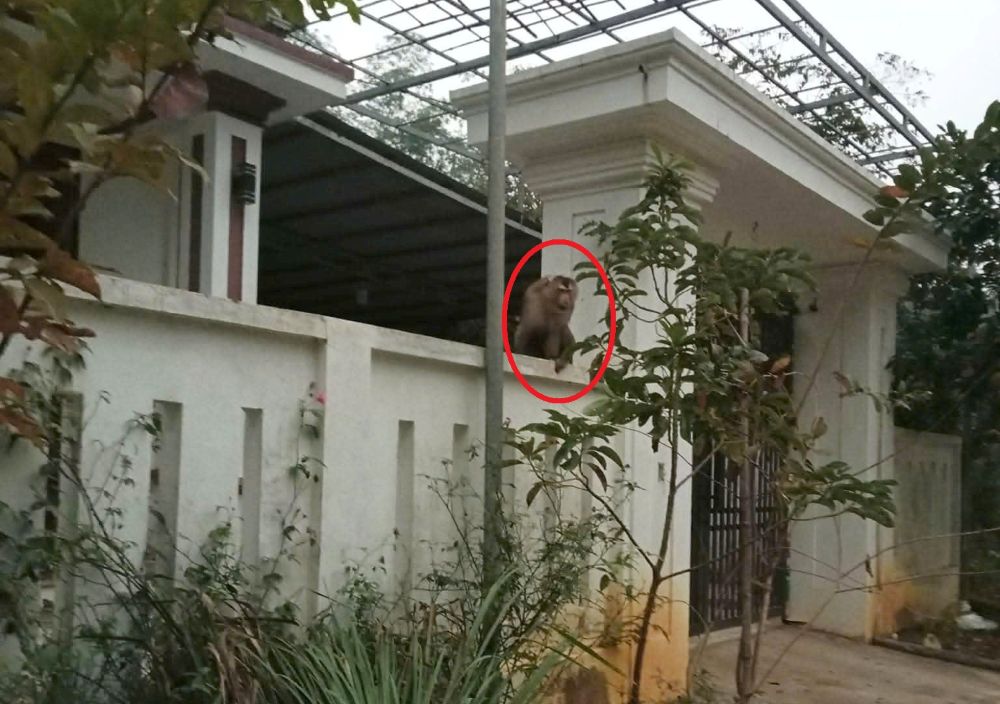 Người phụ nữ ở Thanh Hóa bị khỉ đuôi lợn tấn công, phải khâu 15 mũi