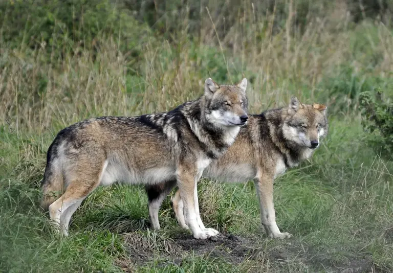 Which animals view humans as predators?