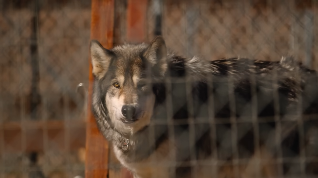 They can sense your fear - what Americans forget about wolves