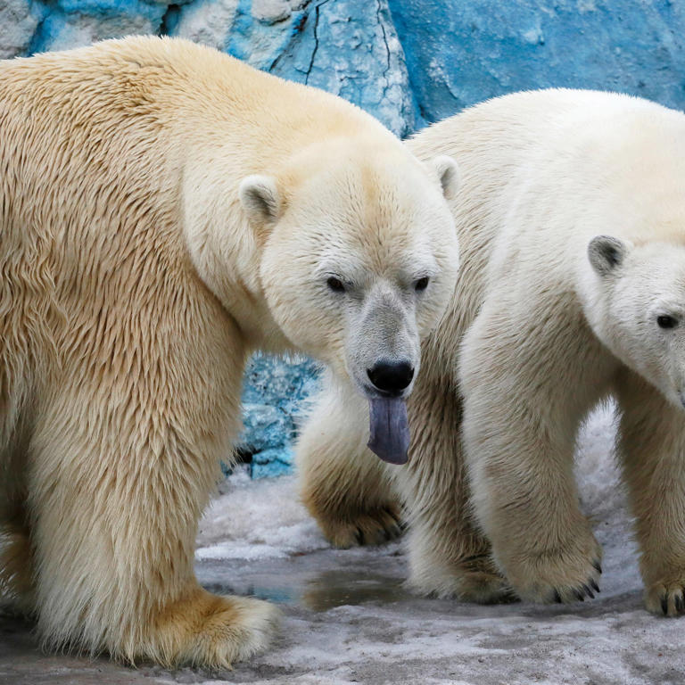 Un oso polar ataca y hiere a tres miembros de una familia en Rusia