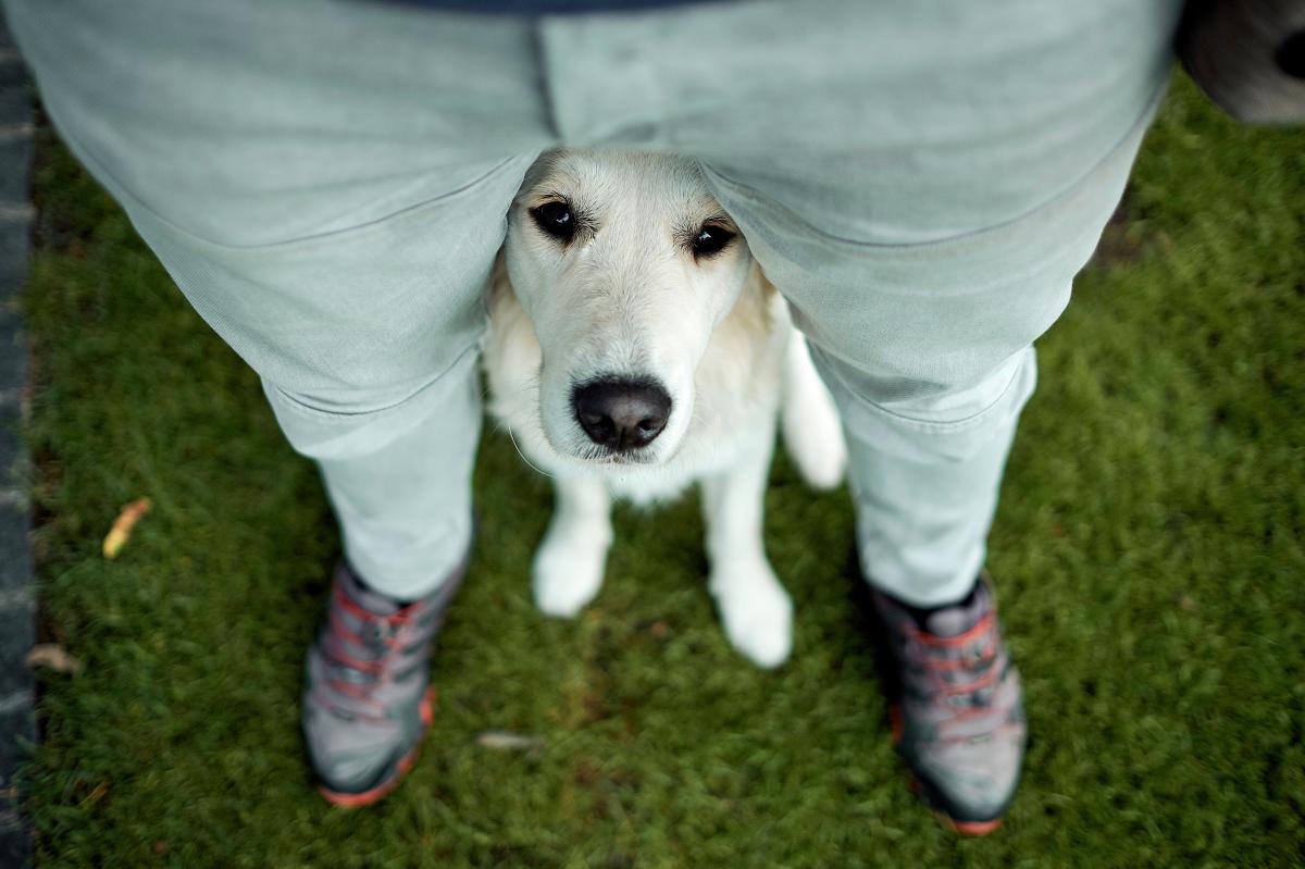 Hunde Schnffeln Im Schritt