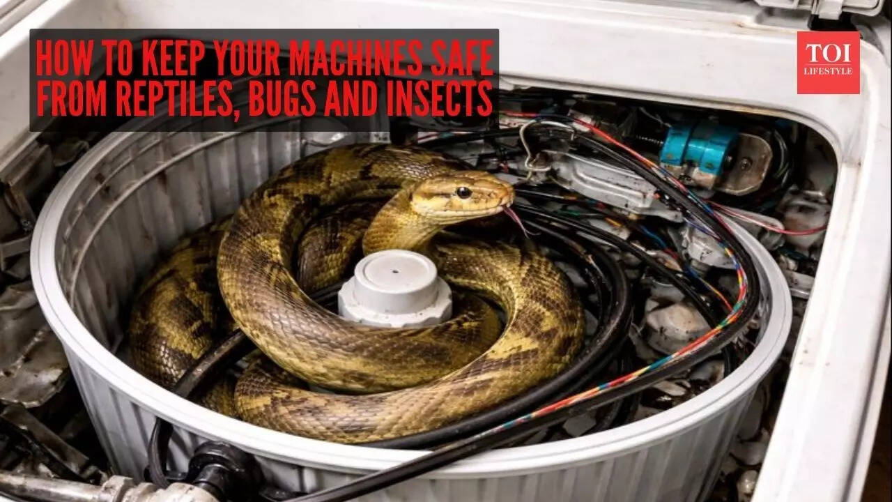 Indian rat snake rescued from inside washing machine in Mumbai: How to ...