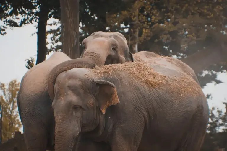 Which animals view humans as predators?