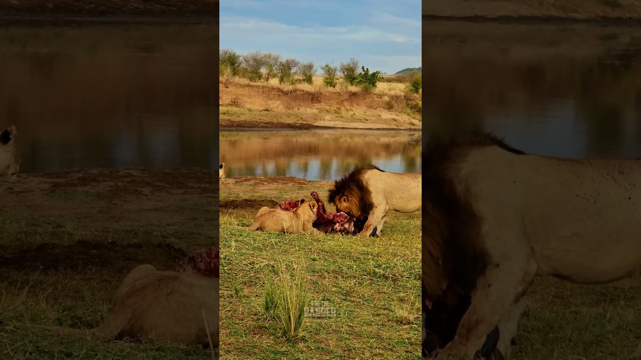 Lions devour buffalo in dramatic hunting display