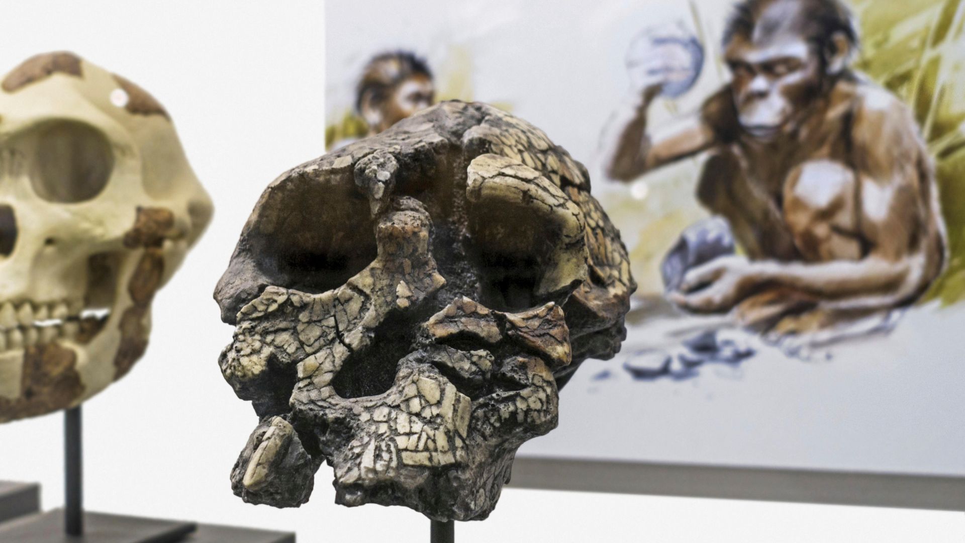 Sahelanthropus Tchadensis Vormensch Ging Schon Vor Sieben Millionen 