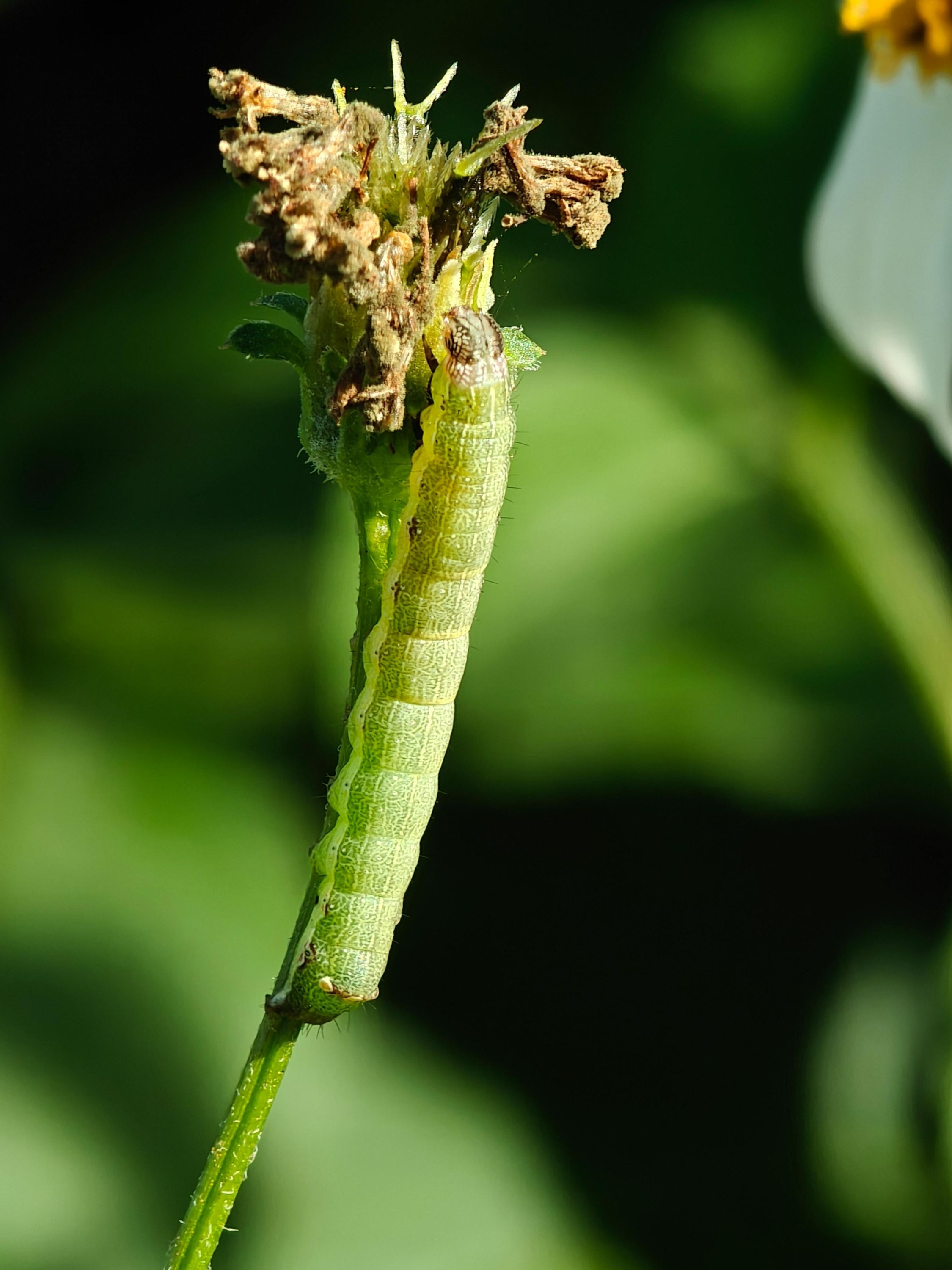 ¿Plagas en plantas? Dejarán de ser un dolor de cabeza con nuestra guía