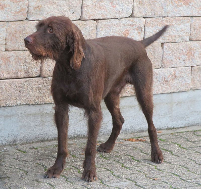 These 11 dog breeds are quietly becoming favorites among experienced owners
