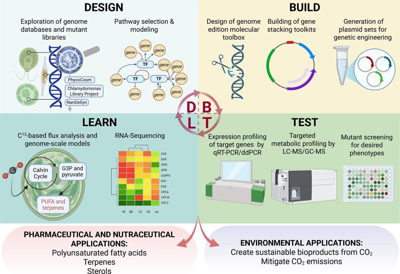 Organic Way | THAI AU BASILIC DOUX Des Graines | Graines D'herbes | Graines De Plantes | Graines De Jardin | 1 Paquet
