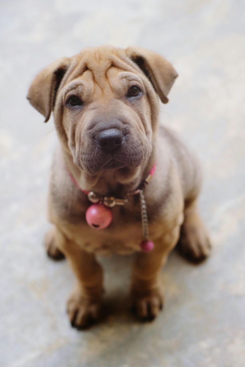 6 adorable wrinkly dog breeds that don’t get as much spotlight as pugs do