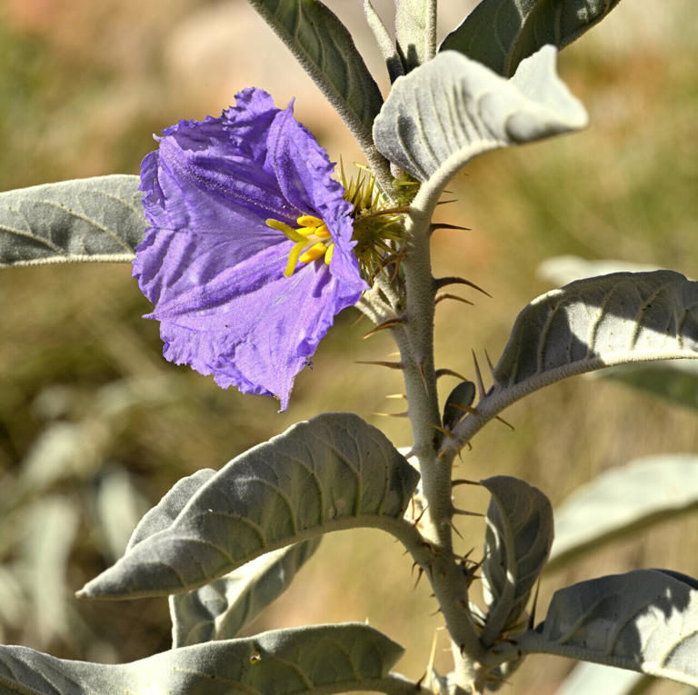 New species of bush tomato with visible nectar glands discovered in the ...